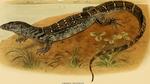 Nile monitor (Varanus niloticus)