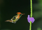 tufted coquette (Lophornis ornatus)