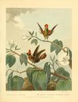 tufted coquette (Lophornis ornatus)