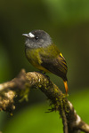 ornate flycatcher (Myiotriccus ornatus)