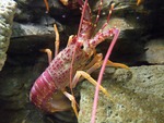Jasus edwardsii, southern rock lobster
