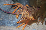 Jasus edwardsii, southern rock lobster