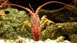 Jasus edwardsii, southern rock lobster