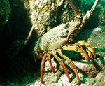 Sagmariasus verreauxi, green rock lobster