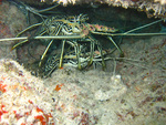 Panulirus versicolor, painted rock lobster