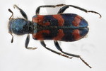 Trichodes ornatus, ornate checkered beetle