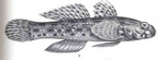 Istigobius ornatus, Ornate goby