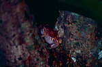 Cophixalus ornatus (ornate nurseryfrog)