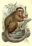 ornate titi (Callicebus ornatus)