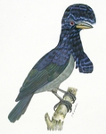 Amazonian umbrellabird (Cephalopterus ornatus)