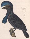 Amazonian umbrellabird (Cephalopterus ornatus)