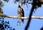 ornate hawk-eagle (Spizaetus ornatus)