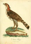 ornate hawk-eagle (Spizaetus ornatus)