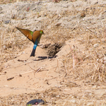 rainbow bee-eater (Merops ornatus)