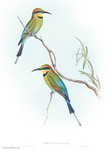 rainbow bee-eater (Merops ornatus)