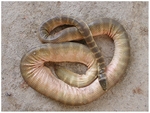 faint-banded sea snake, Belcher's sea snake (Hydrophis belcheri)