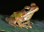 Hylarana albolabris (forest white-lipped frog)