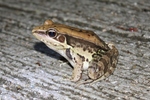 Günther's Amoy frog (Hylarana guentheri)