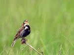 chestnut-collared longspur (Calcarius ornatus)