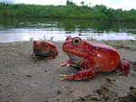 Madagascar tomato frog (Dyscophus antongilii)
