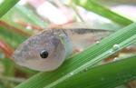 Dyscophus insularis (Antsouhy tomato frog) tadpole