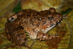 Zakerana keralensis (verrucose frog, Kerala warty frog)