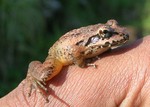 Indirana semipalmata (brown leaping frog)