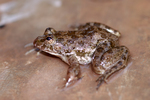 Euphlyctis cyanophlyctis (Indian skipper frog, skittering frog)