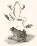 Euphlyctis cyanophlyctis (Indian skipper frog, skittering frog)