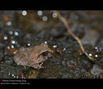 Sphaerotheca dobsonii (Mangalore bullfrog, Dobson's burrowing frog)