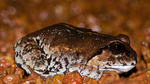 Sphaerotheca dobsonii (Mangalore bullfrog, Dobson's burrowing frog)