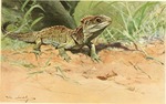 Northern tuatara (Sphenodon punctatus)