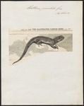 Northern tuatara (Sphenodon punctatus)