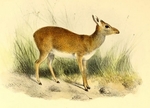 Günther's dik-dik (Madoqua guentheri)