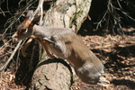 Günther's dik-dik (Madoqua guentheri)