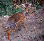 Kirk's dik-dik (Madoqua kirkii)