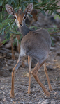 Salt's dik-dik (Madoqua saltiana)