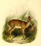 Salt's dik-dik (Madoqua saltiana)