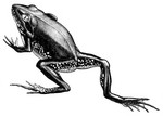 striped burrowing frog (Cyclorana alboguttata)