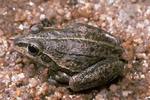 striped burrowing frog (Cyclorana alboguttata)