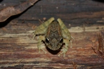 Platymantis guentheri (Günther's forest frog)