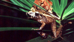 Ischnocnema guentheri (Steindachner's robber frog)