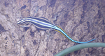 Holaspis guentheri (western neon blue-tailed tree lizard)