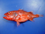 Setarches guentheri, Channeled rockfish