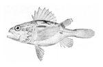 Setarches guentheri, Channeled rockfish