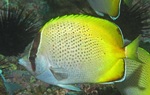 Chaetodon guentheri, Crochet butterflyfish