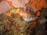 Pseudolabrus guentheri, Günther's wrasse