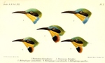 Swallow-tailed Bee-eater (Merops hirundineus, top) - Little Bee-eater (Merops pusillus, center a...