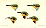 Swallow-tailed Bee-eater (Merops hirundineus, top) - Little Bee-eater (Merops pusillus, center a...