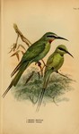 Merops orientalis cleopatra (green bee-eater), Merops viridis (blue-throated bee-eater)